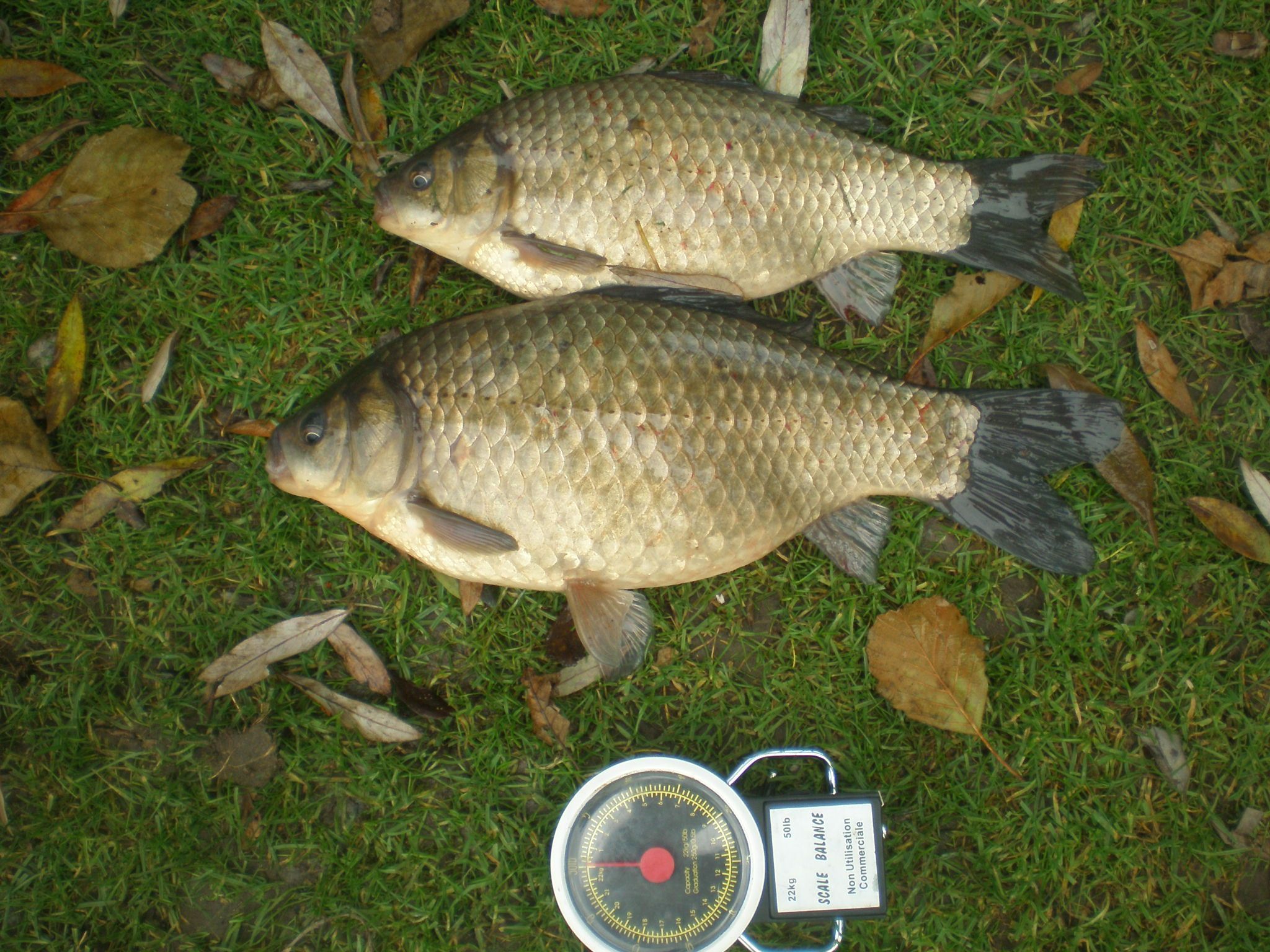 Svingery comme se servir pour la pêche